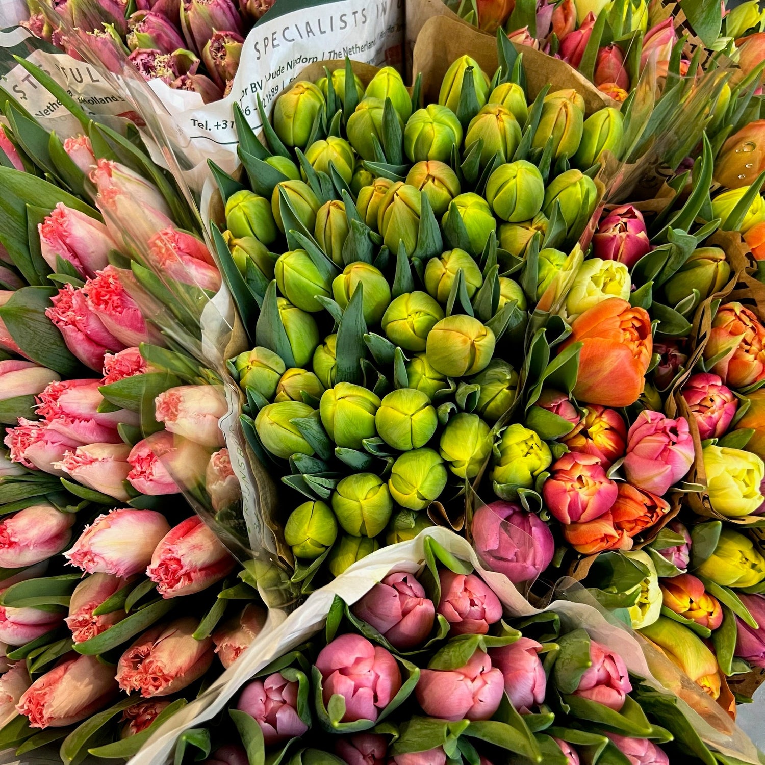 Tulip Bouquets