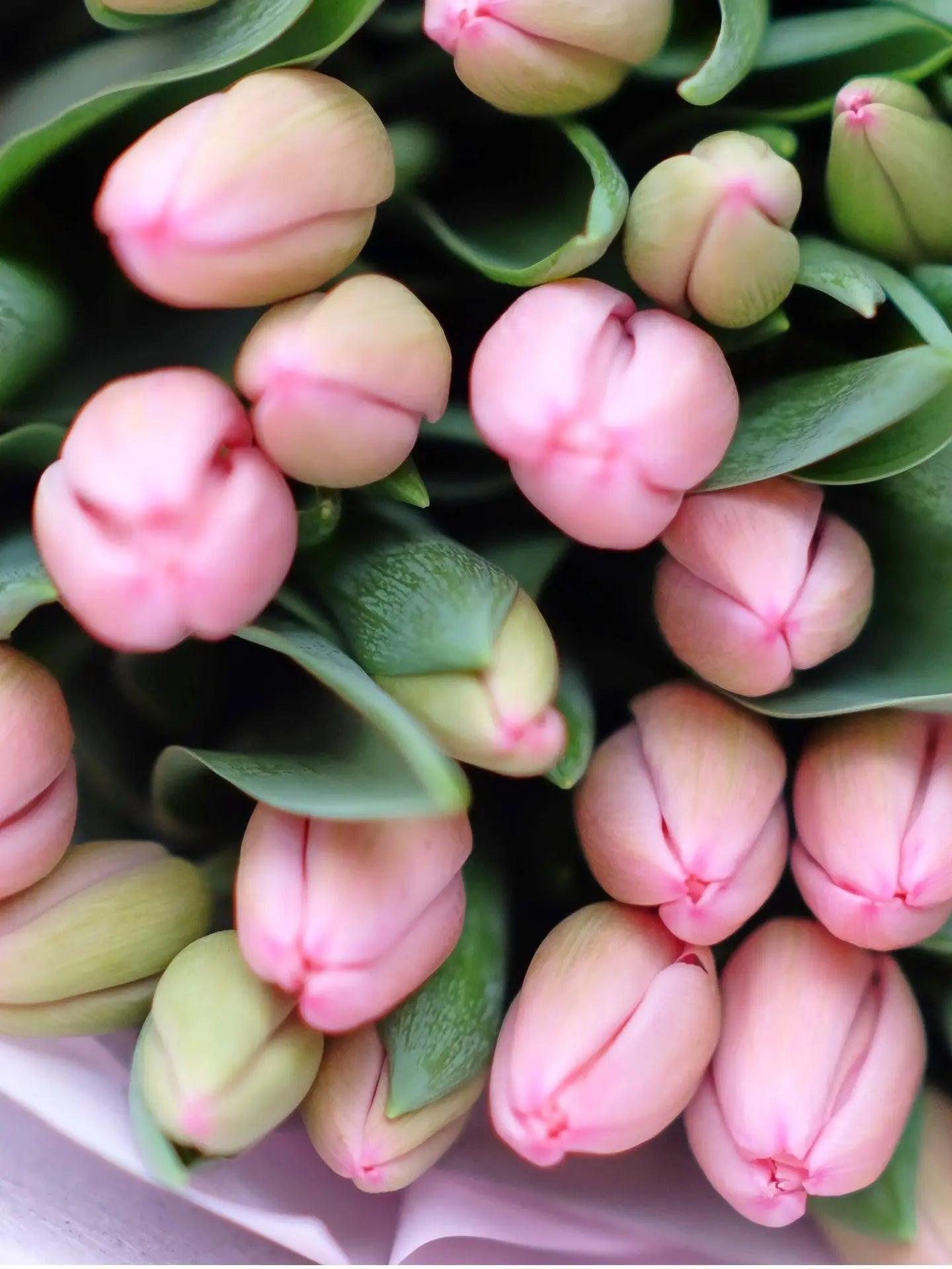 The Tulip Bouquet Blume Flowers.