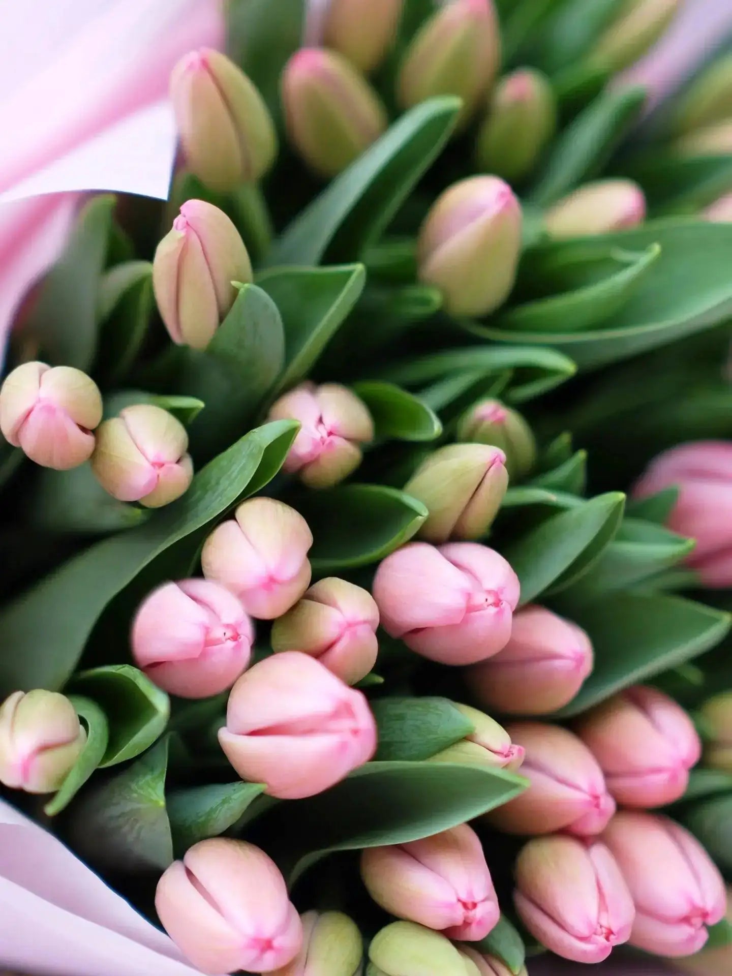 The Tulip Bouquet Blume Flowers.